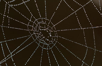 Close-up of spider web with dew drops on dark background