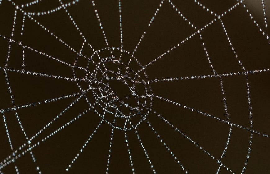 Close-up of spider web with dew drops on dark background
