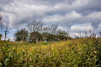 Cornfield landscape with dramatic cloudy sky and distant trees