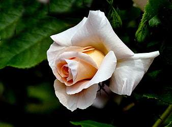 Close-up of a delicate pale pink rose with green leaves