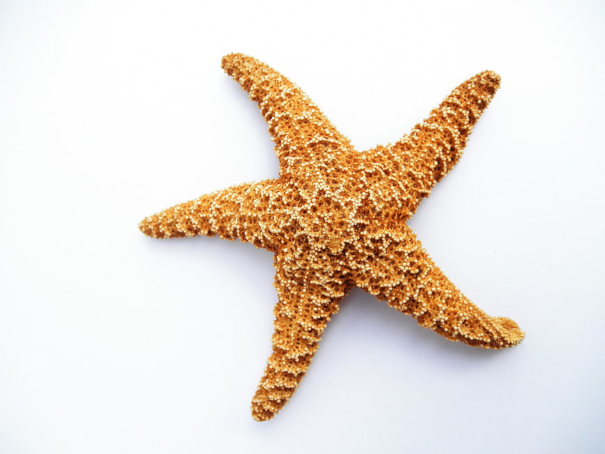 Dried Orange Starfish on White Background