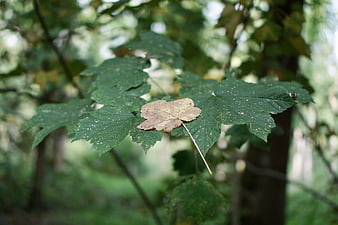 Single brown maple leaf resting on green foliage in forest