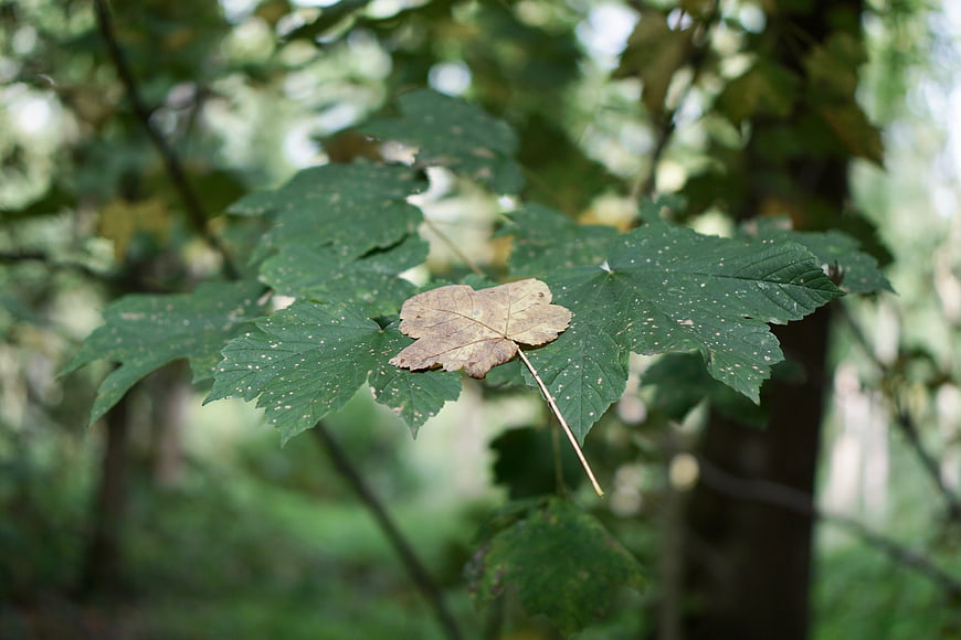 Single brown maple leaf resting on green foliage in forest