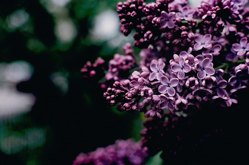 Close-up of purple lilac flowers with dark blurred background