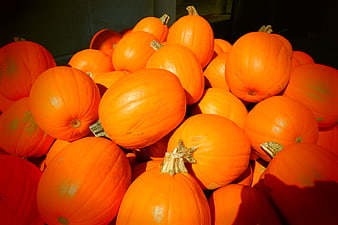 Pile of bright orange pumpkins in autumn sunlight