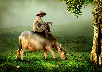 Asian farmer riding water buffalo in lush green field