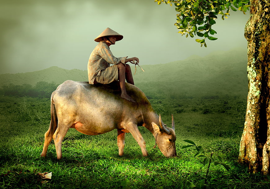 Asian farmer riding water buffalo in lush green field