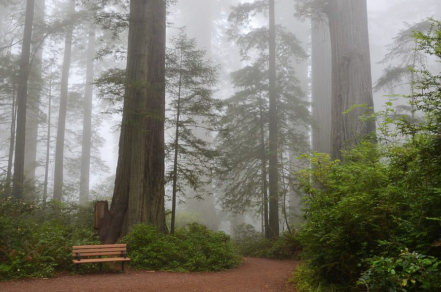 Misty Redwood Forest Trail with Wooden Bench