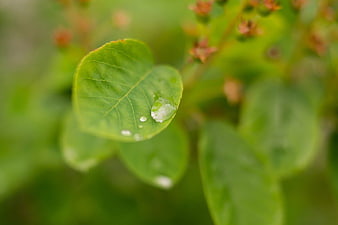 Close-up of green leaf with water droplets