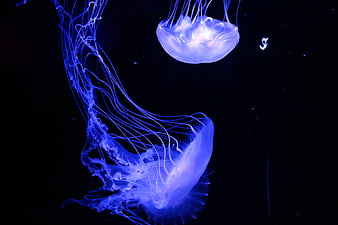Glowing Blue Jellyfish Floating in Dark Underwater Environment