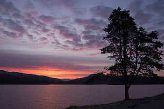 Silhouette of Tree Against Vibrant Sunset Over Lake