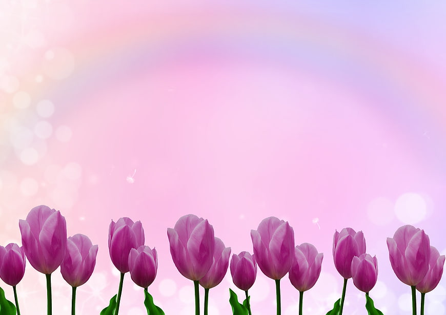 Pink Tulips Against Soft Pastel Gradient Background With Bokeh