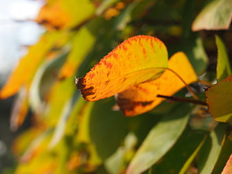 Close-up of vibrant orange autumn leaf with green background