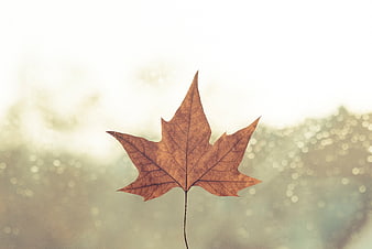 Dried brown maple leaf against soft bokeh background