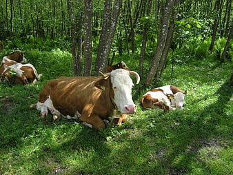 Brown and white cows resting in a lush green forest clearing