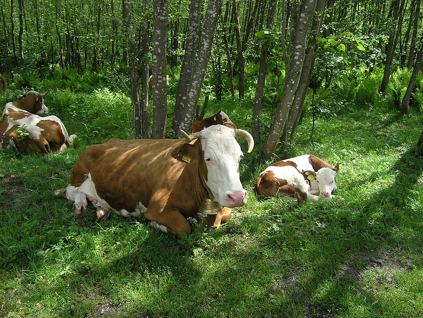 Brown and white cows resting in a lush green forest clearing