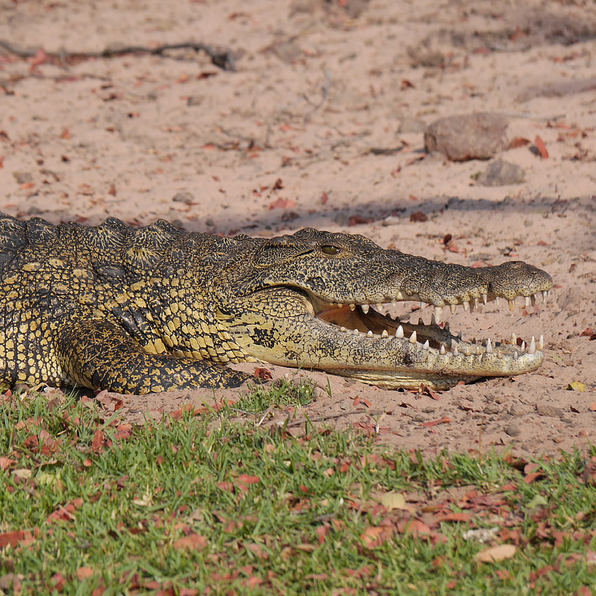 Close-up of a crocodile with open mouth on sandy bank
