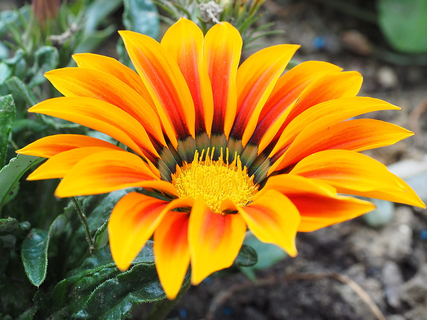 Vibrant Orange and Yellow Gazania Flower Close-Up