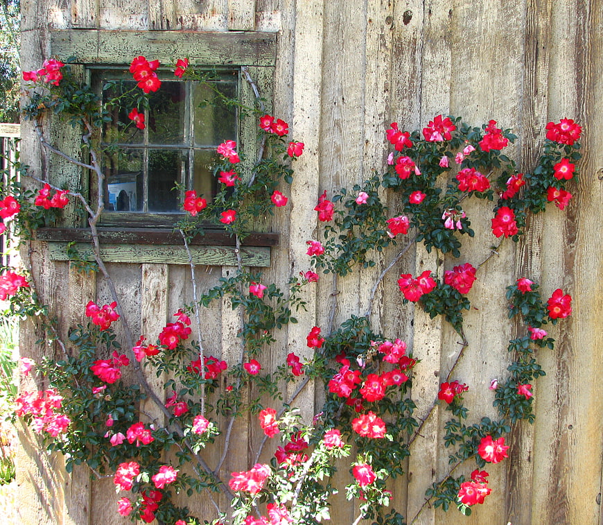 Climbing red roses on rustic wooden wall with window