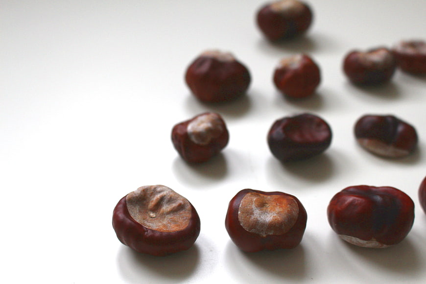 Scattered Chestnuts on White Background with Copyspace