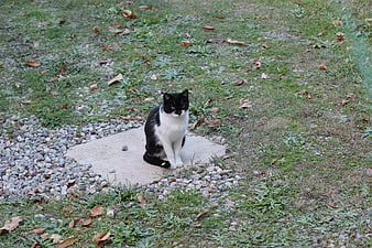 Black and white cat sitting on stone in garden