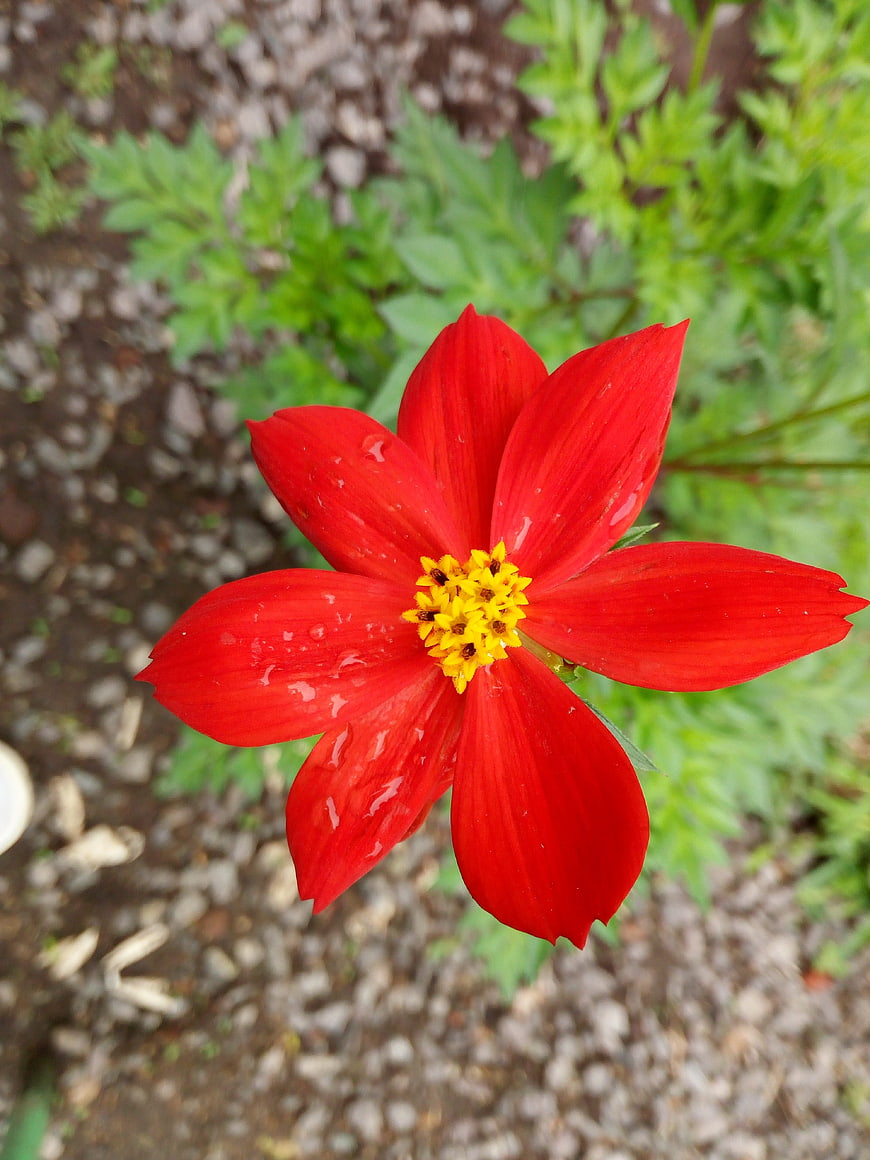 Vibrant Red Cosmos Flower with Water Droplets