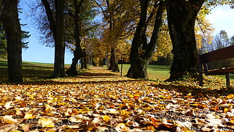 Autumn Path with Golden Leaves and Park Bench