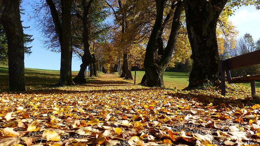 Autumn Path with Golden Leaves and Park Bench