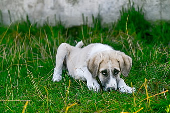 Sad white puppy lying in green grass