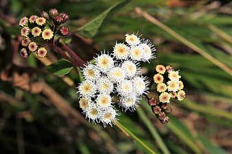 Close-up of white and yellow wildflowers with green foliage background