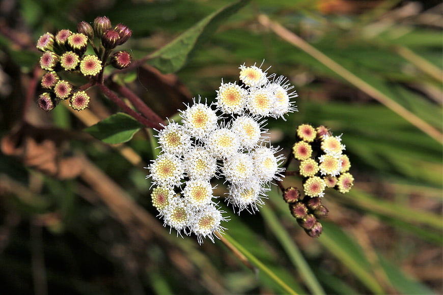 Close-up of white and yellow wildflowers with green foliage background