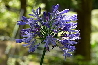 Close-up of purple agapanthus flower in sunlight