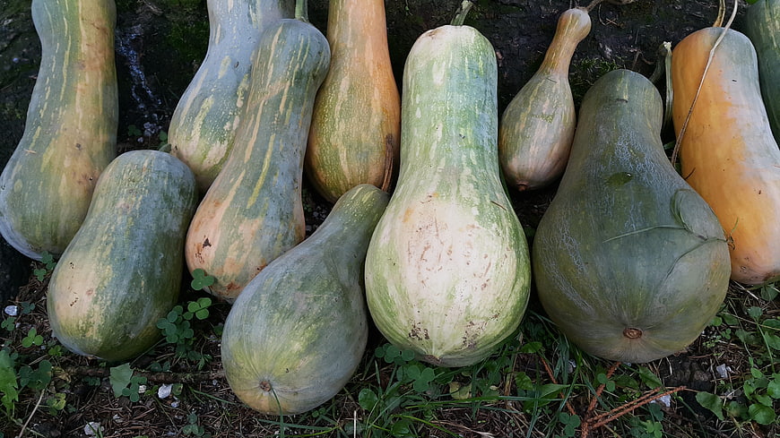 Freshly harvested butternut and delicata squash on grass