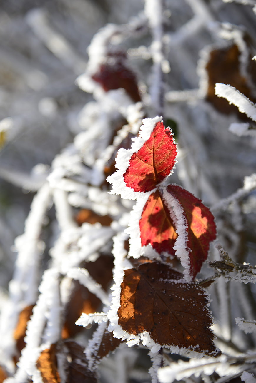 Red and brown leaves covered in white hoarfrost on winter branches