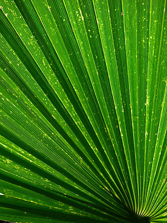 Abstract Green Palm Leaf Texture with Radiating Lines