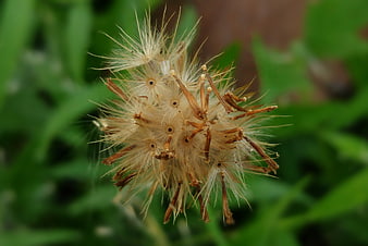 Close-up of a dandelion seed head with fluffy white seeds