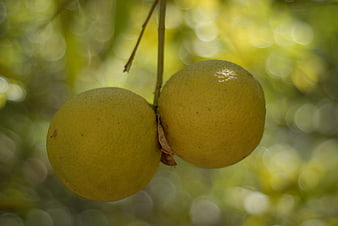 Two ripe yellow citrus fruits hanging on a tree branch