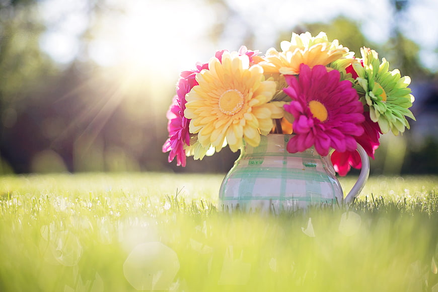 Colorful Gerbera Daisy Bouquet in Glass Pitcher on Grass