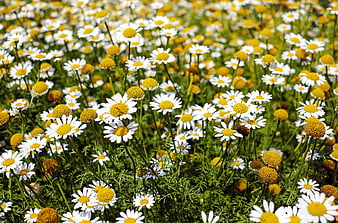 Vibrant Field of White and Yellow Chamomile Flowers