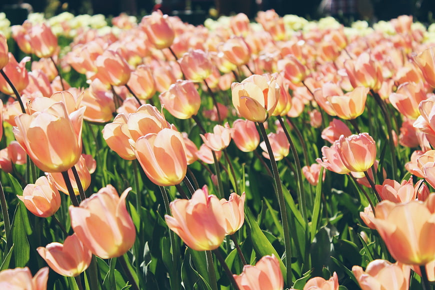 Sunlit Field of Pink and Yellow Tulips in Spring