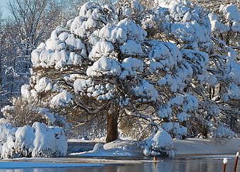Snow-covered tree by a frozen pond in winter