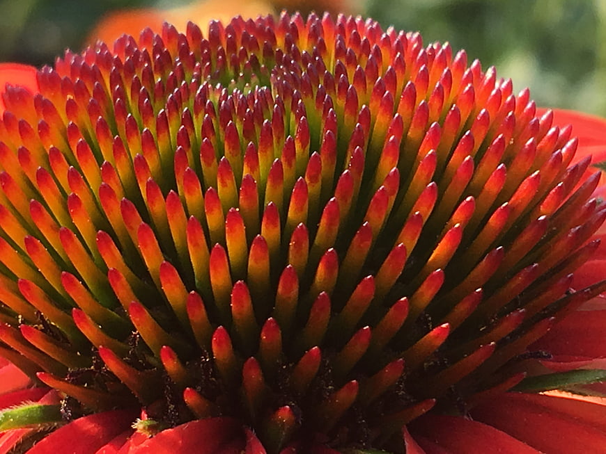 Close-up of vibrant red coneflower center with detailed pistils