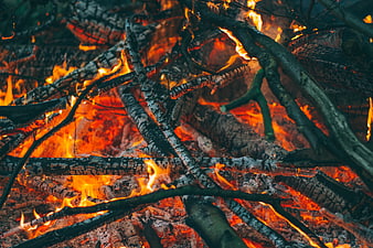 Close-up of burning campfire with glowing embers and charred wood