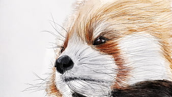Watercolor Illustration of a Red Panda Face