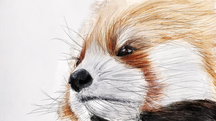 Watercolor Illustration of a Red Panda Face