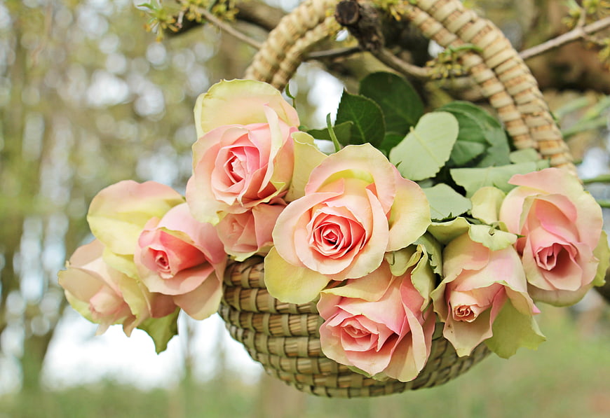 Pink Roses in Wicker Basket Hanging on Tree Branch