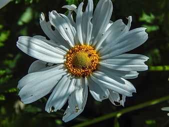 Close-up of a white daisy with yellow center in sunlight