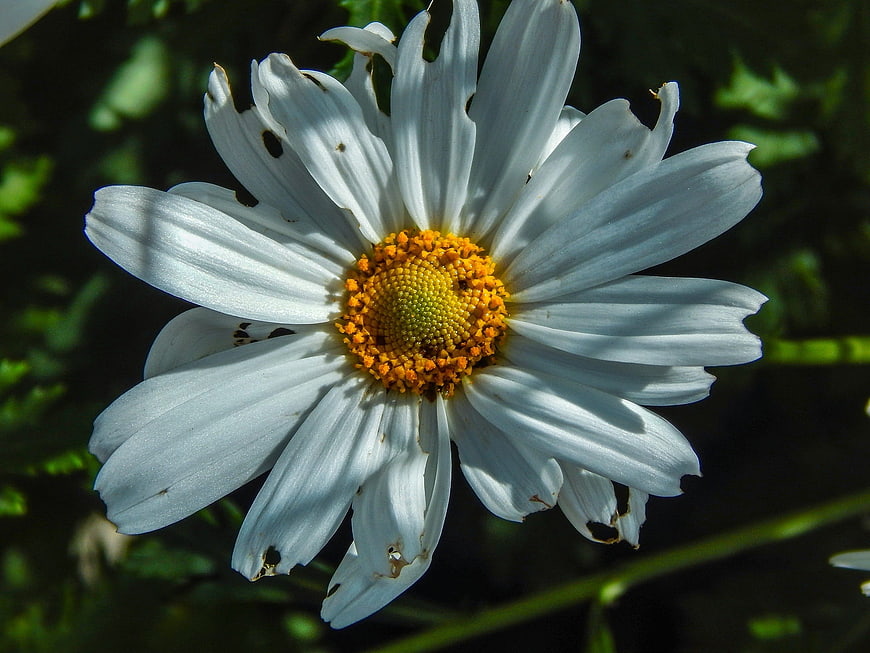 Close-up of a white daisy with yellow center in sunlight