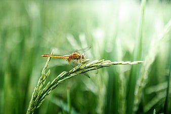 Orange Dragonfly Perched on Green Rice Plant in Field