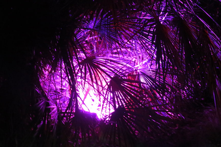 Purple illuminated palm fronds at night